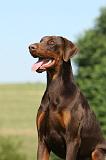 DOBERMANN 1096